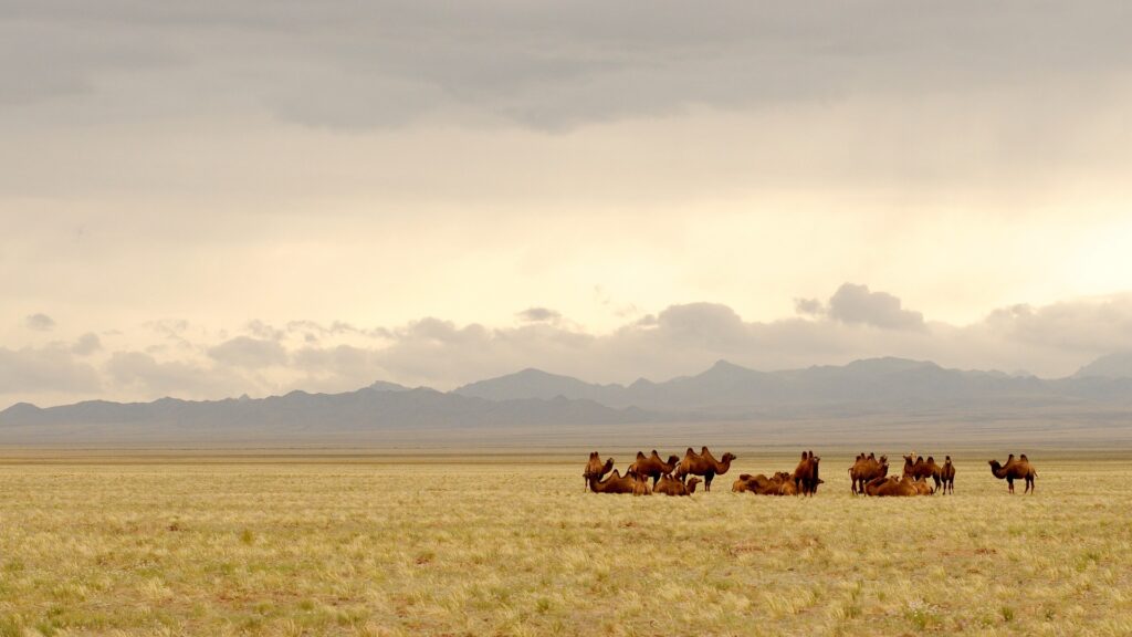 Ultimate Mongolia Tour – Nomadic Culture and Golden Steppes