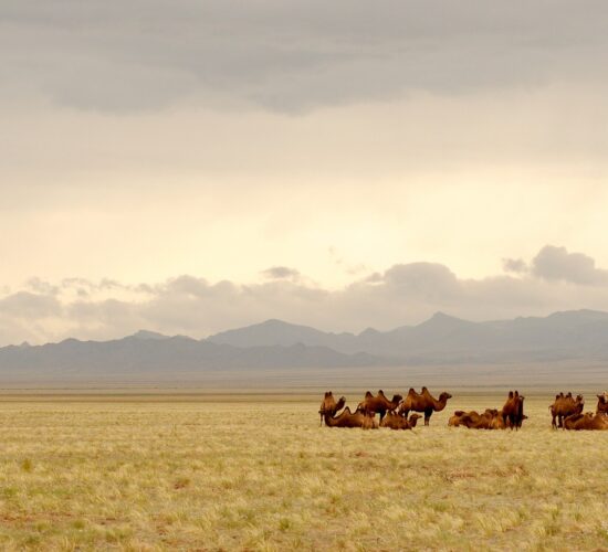 Ultimate Mongolia Tour – Nomadic Culture and Golden Steppes