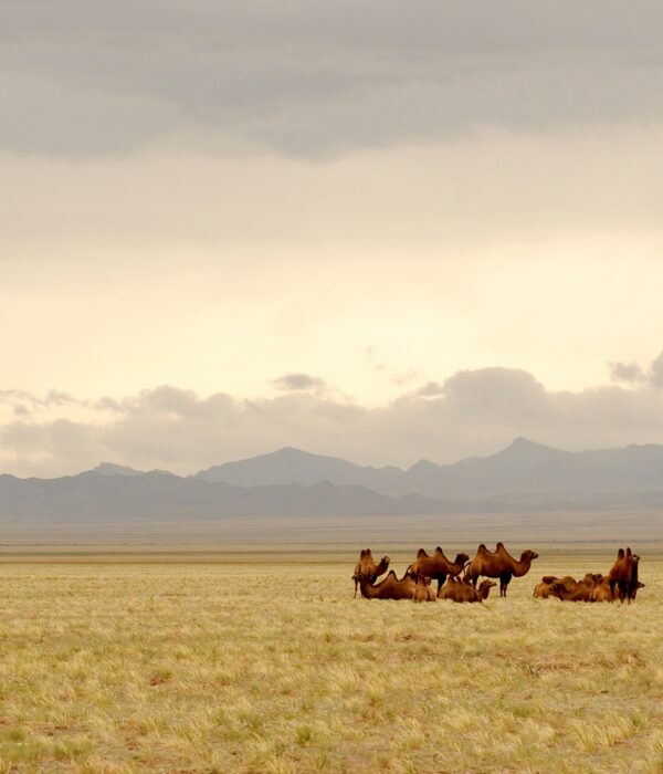 Ultimate Mongolia Tour – Nomadic Culture and Golden Steppes