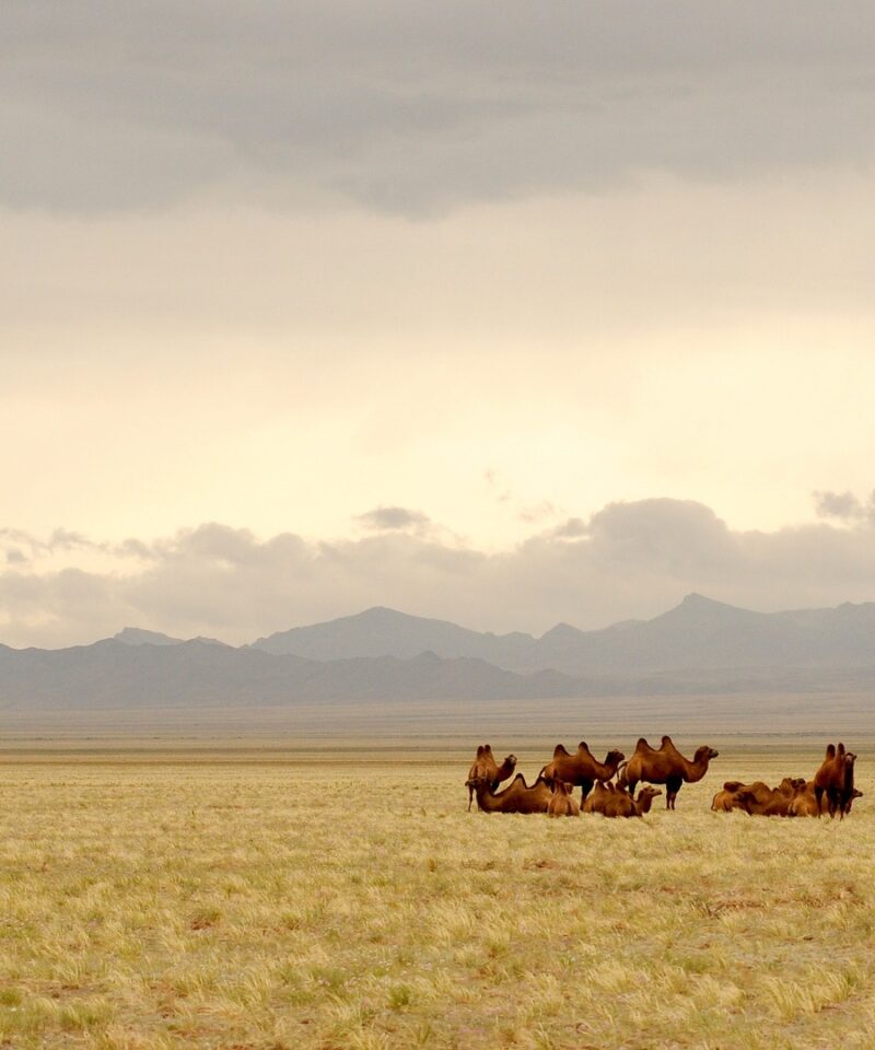 Ultimate Mongolia Tour – Nomadic Culture and Golden Steppes
