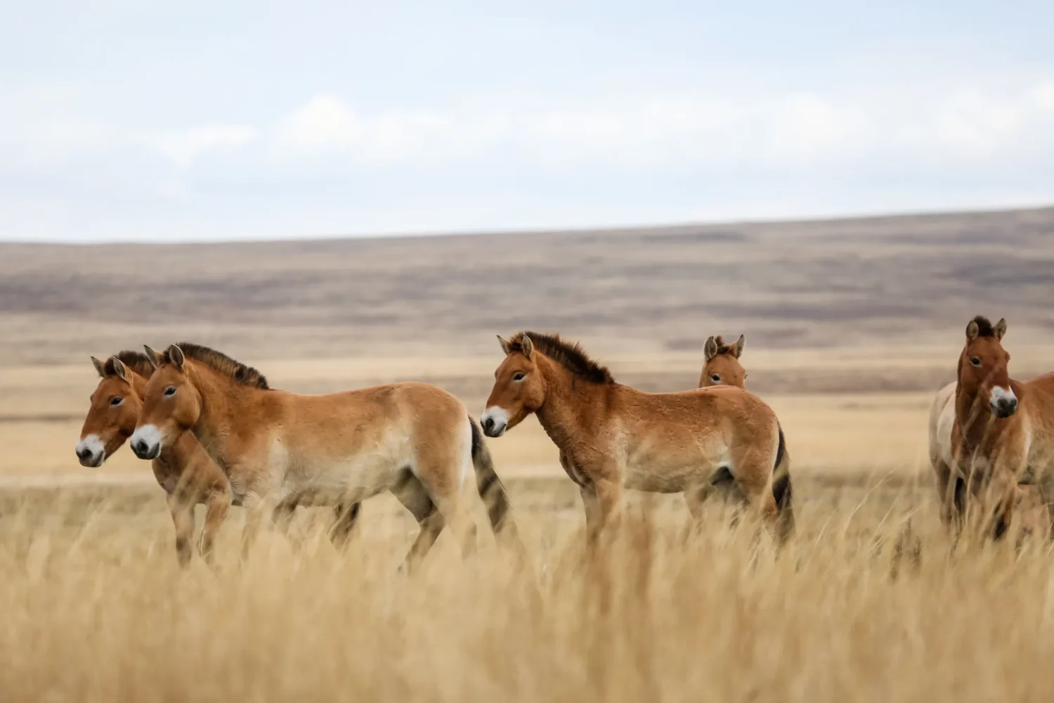 Mongolian Wild Horses | Nomad Trail