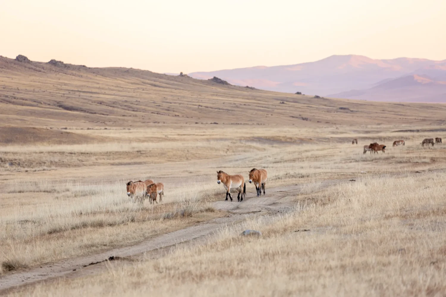 przewalski wild horses | Nomad Trail