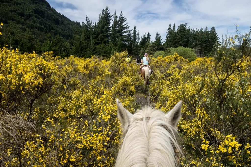 Horse trekking across Orkhon Valley meadows in summer