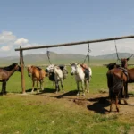 Central Mongolia horse trekking tour