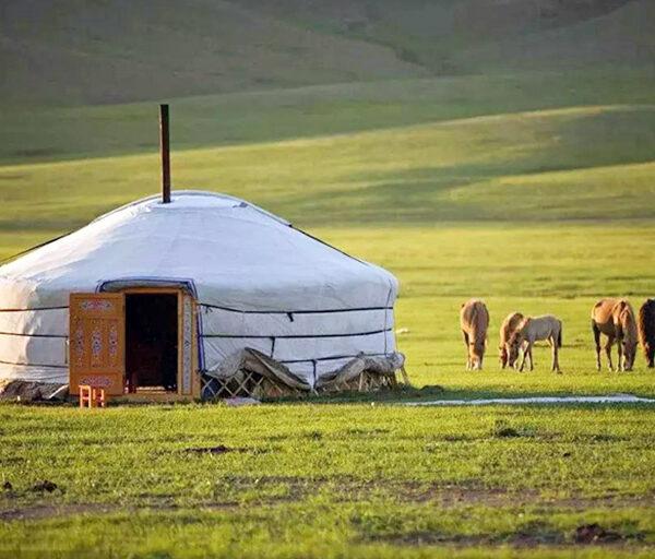 a white tent in a field with horses grazing