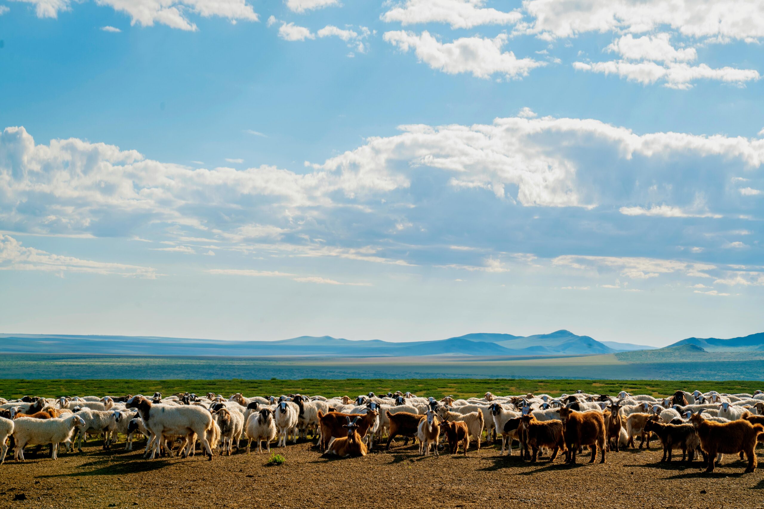 mongolian sheeps and goats