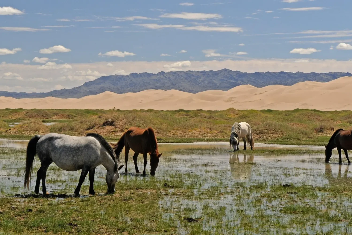 Tailor-made Mongolia tours - Nomad Trail
