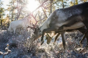 tsaatan reindeer herders mongolia
