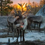 Mongolia Tsaatan Winter Experience