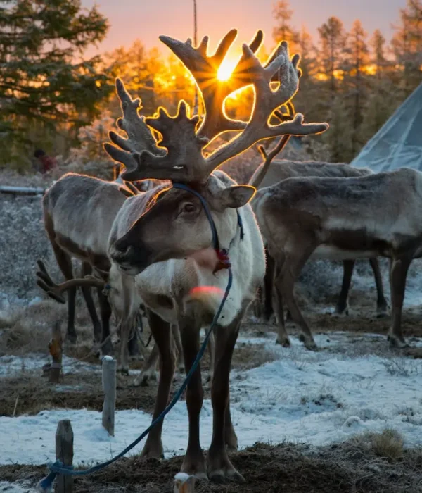 Mongolia Tsaatan Winter Experience